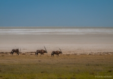 Oryxen langs zoutvlakte, NamibiÃ«